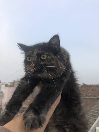 Persian Triple coat female cat