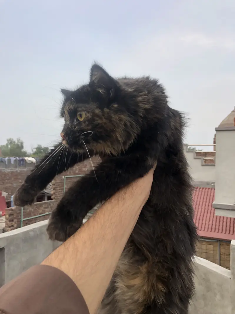 Persian Triple coat female cat — photo 2