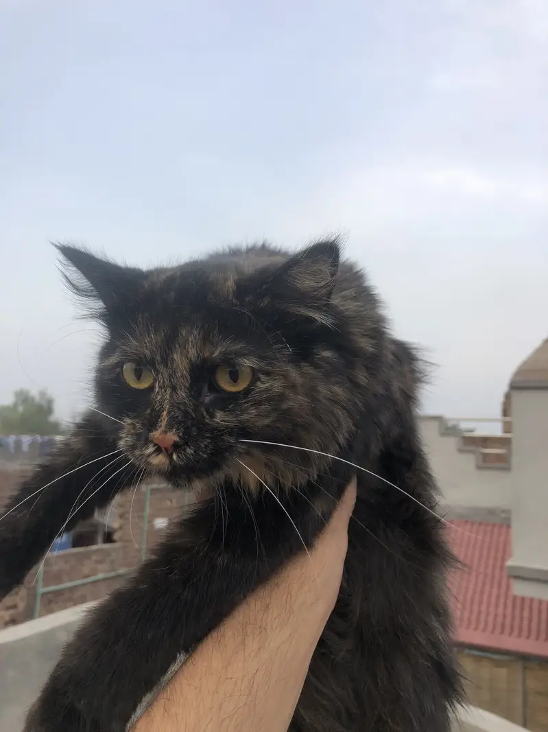 Persian Triple coat female cat — photo 3