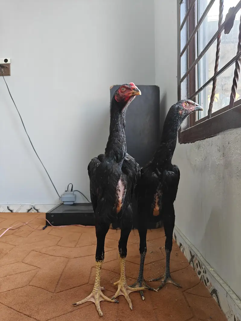 Shamo Pair — photo 5