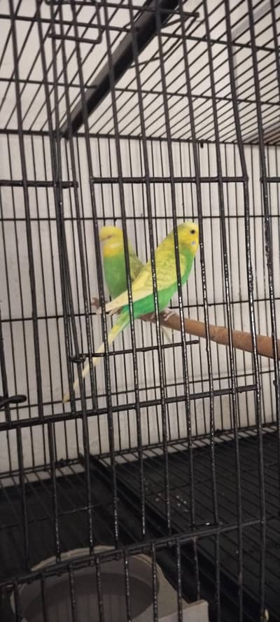 for sale Bada Breezer