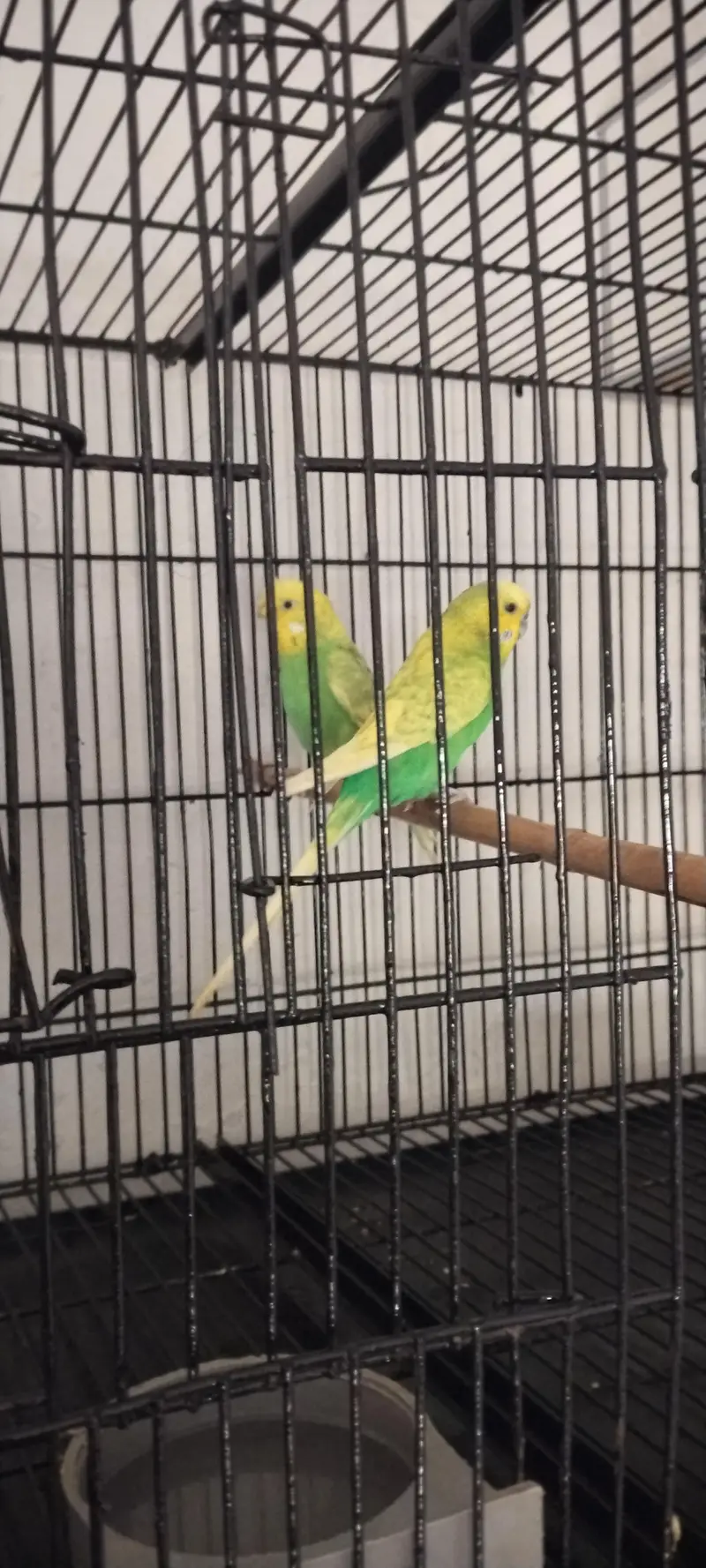 for sale Bada Breezer — photo 2