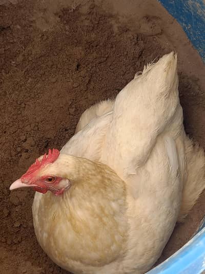 Active and healthy 1 aseel male or 2 white buff female