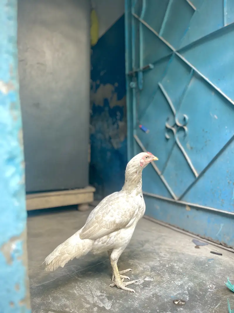 Desi Murghay & Choozay Sale  | Healthy Birds | Karachi — photo 2