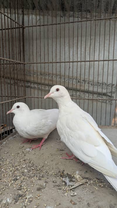 Albino doves