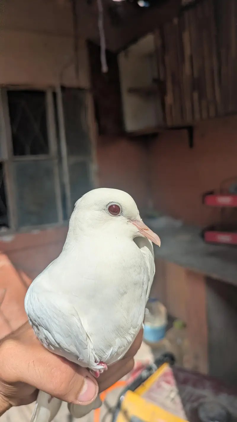 Albino doves — photo 2