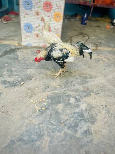 Desi Murghay & Choozay Sale  | Healthy Birds | Karachi