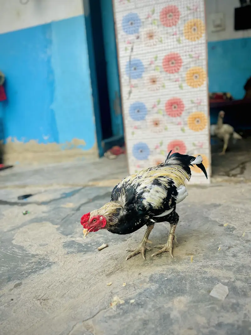 Desi Murghay & Choozay Sale  | Healthy Birds | Karachi — photo 3