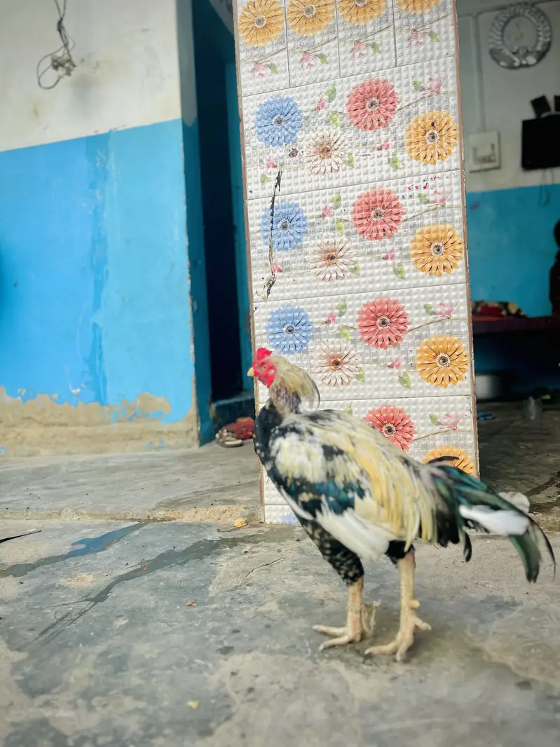 Desi Murghay & Choozay Sale  | Healthy Birds | Karachi — photo 4