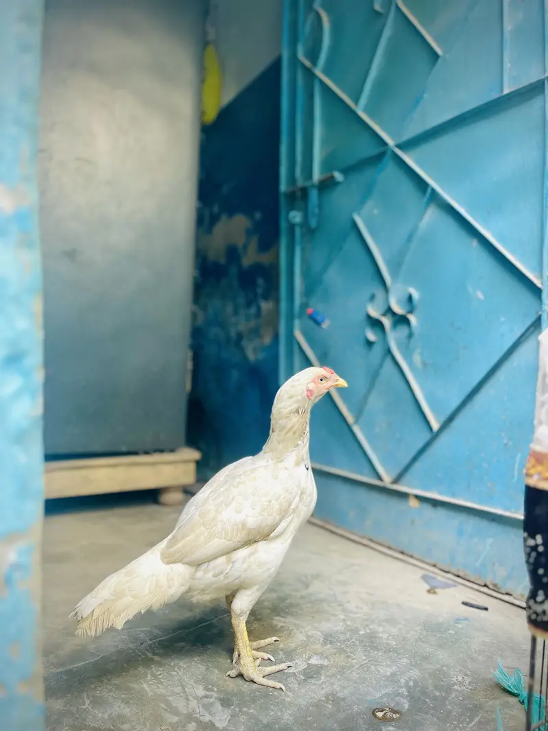 Desi Murghay & Choozay Sale  | Healthy Birds | Karachi — photo 6