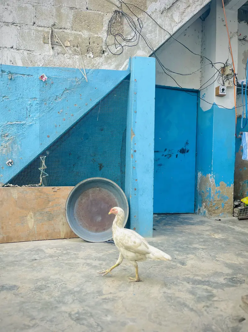 Desi Murghay & Choozay Sale  | Healthy Birds | Karachi — photo 7