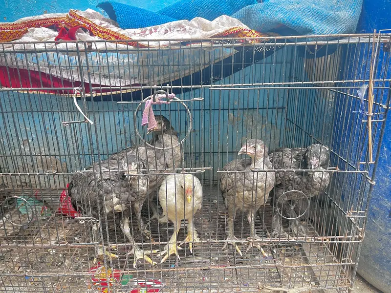 Desi Murghay & Choozay Sale  | Healthy Birds | Karachi — photo 8