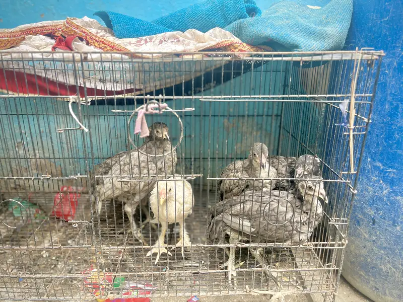 Desi Murghay & Choozay Sale  | Healthy Birds | Karachi — photo 9