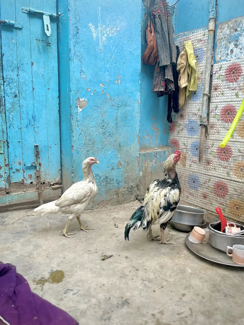 Desi Murghay & Choozay Sale  | Healthy Birds | Karachi — photo 10