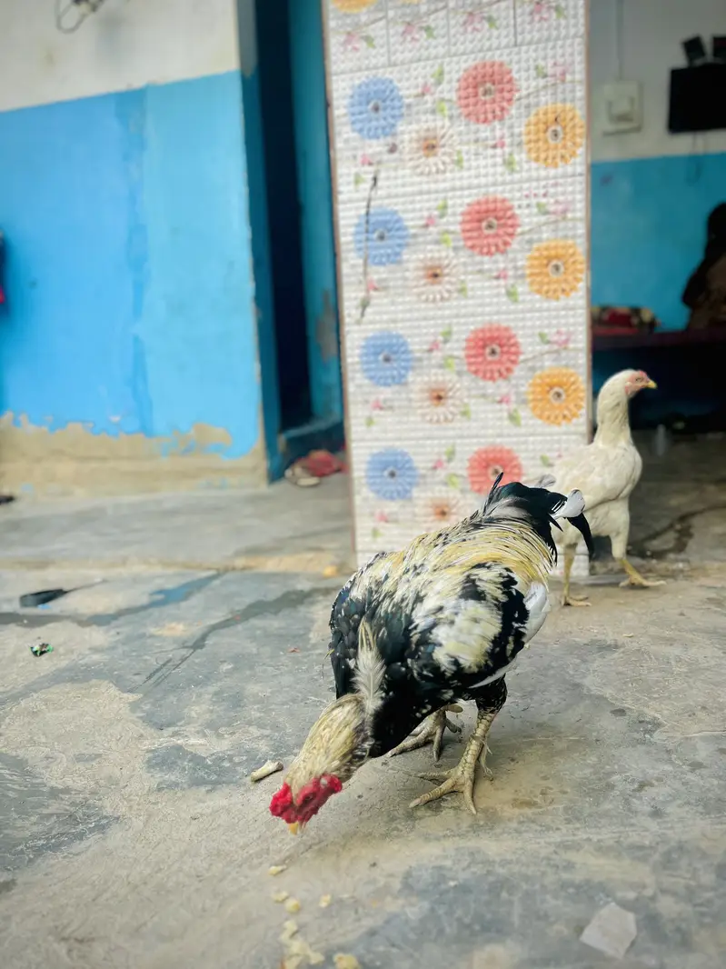 Desi Murghay & Choozay Sale  | Healthy Birds | Karachi — photo 11