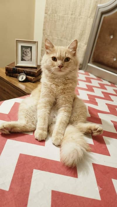 Persian cat for Sale