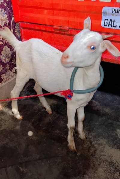 Gujranwala - Pure White Teddy Female 5 Months - Blue Eyes