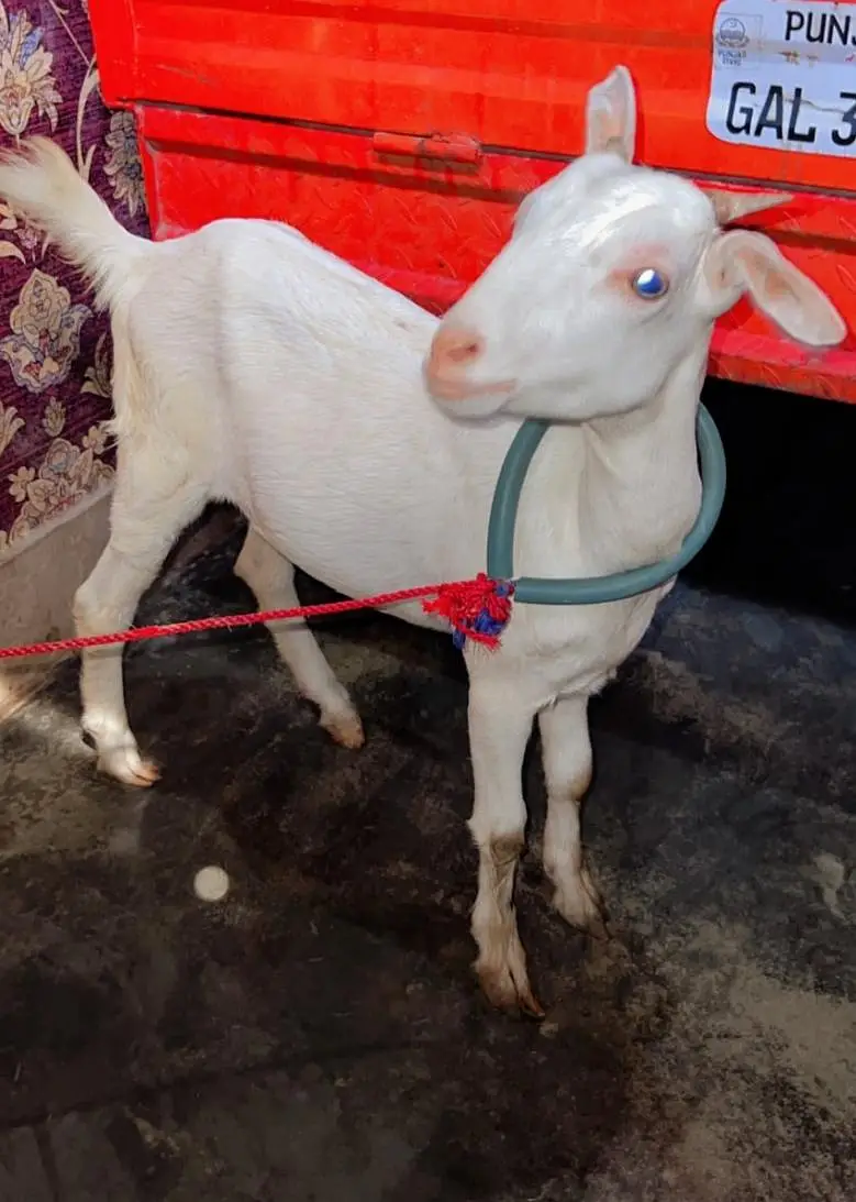 Gujranwala - Pure White Teddy Female 5 Months - Blue Eyes — photo 2