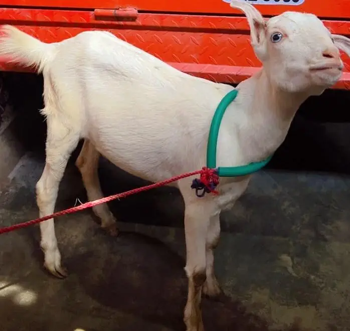 Gujranwala - Pure White Teddy Female 5 Months - Blue Eyes — photo 3