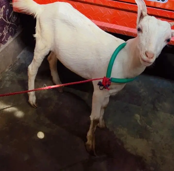 Gujranwala - Pure White Teddy Female 5 Months - Blue Eyes — photo 4