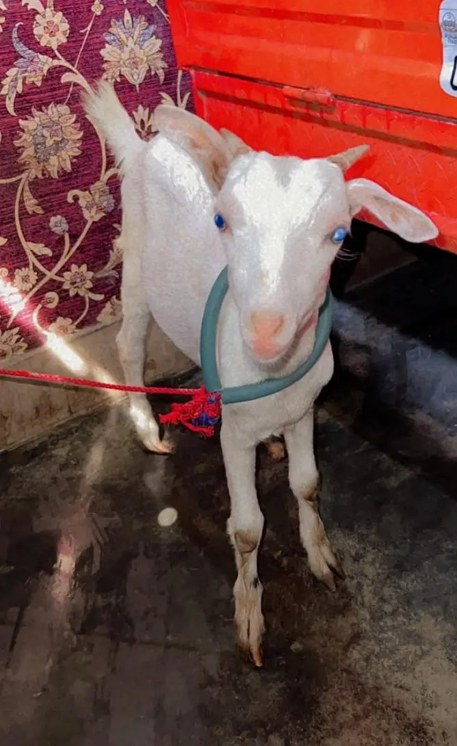 Gujranwala - Pure White Teddy Female 5 Months - Blue Eyes — photo 6