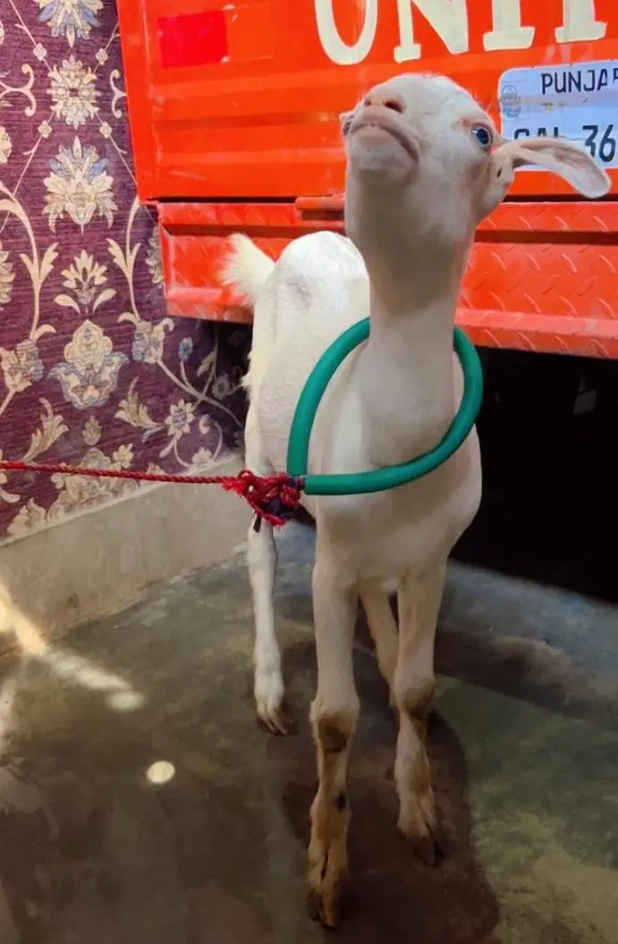 Gujranwala - Pure White Teddy Female 5 Months - Blue Eyes — photo 8
