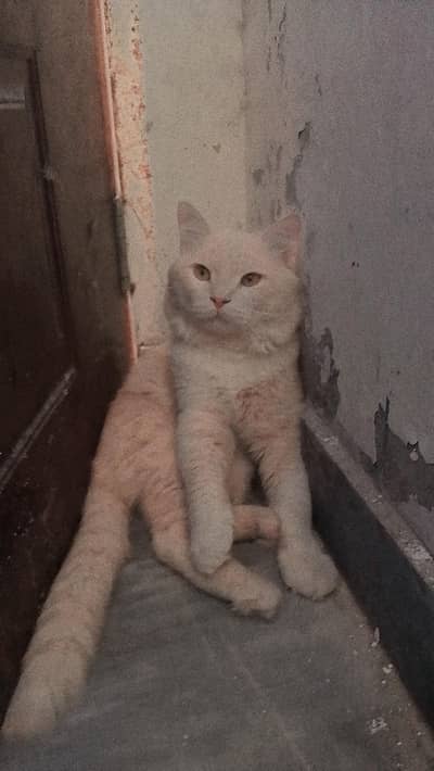 PERSIAN MALE CAT