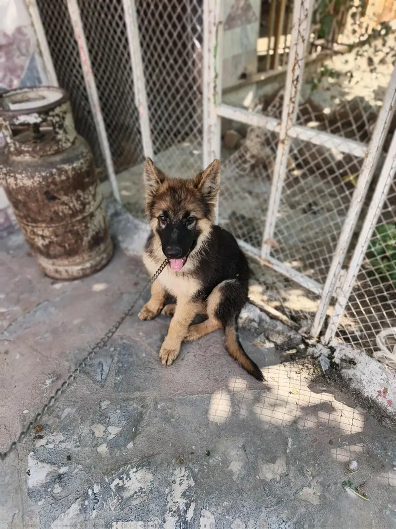 German Shepherd double coat