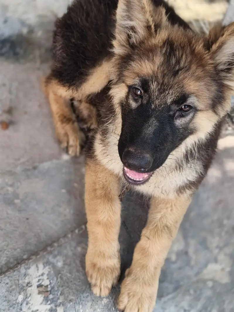German Shepherd double coat — photo 2