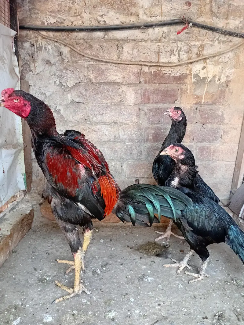 es male ka father dragon tha or mother aseel. akela male nai meley ga — photo 2