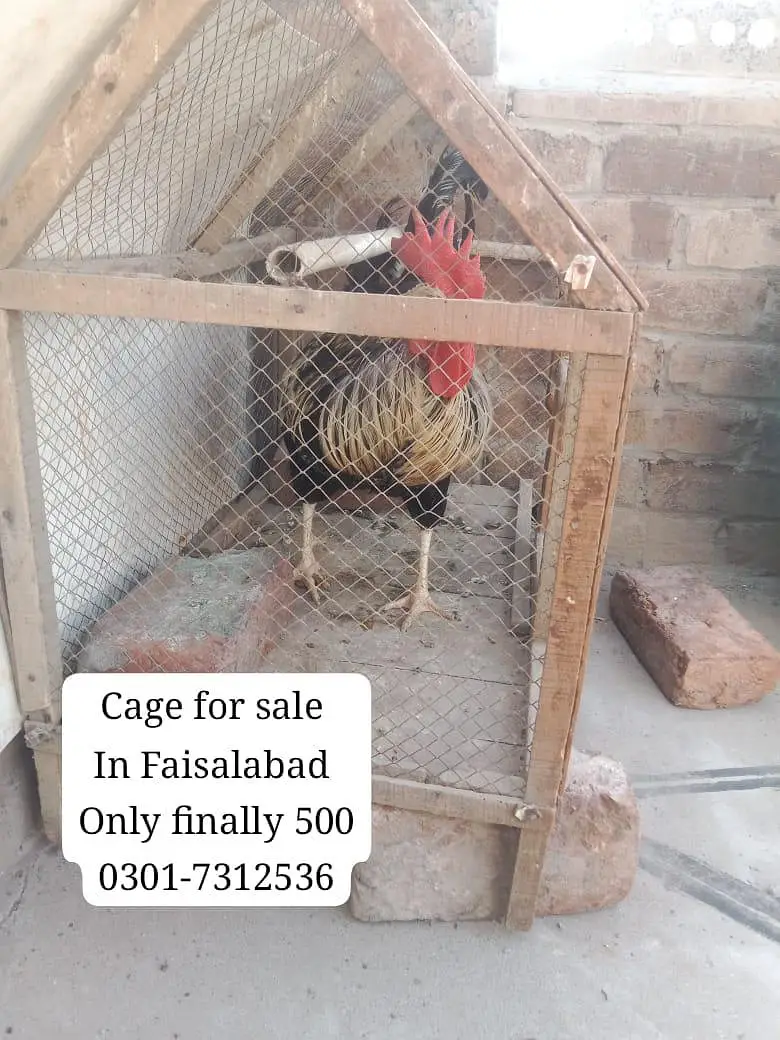 Cage Hen Khuda — photo 3