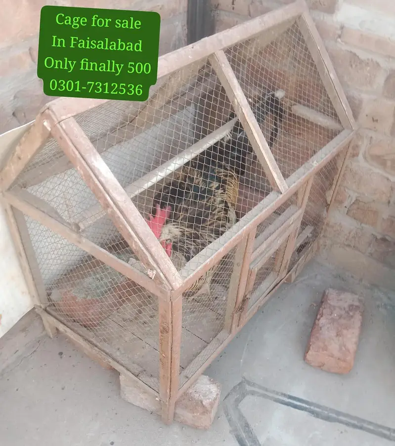 Cage Hen Khuda — photo 4