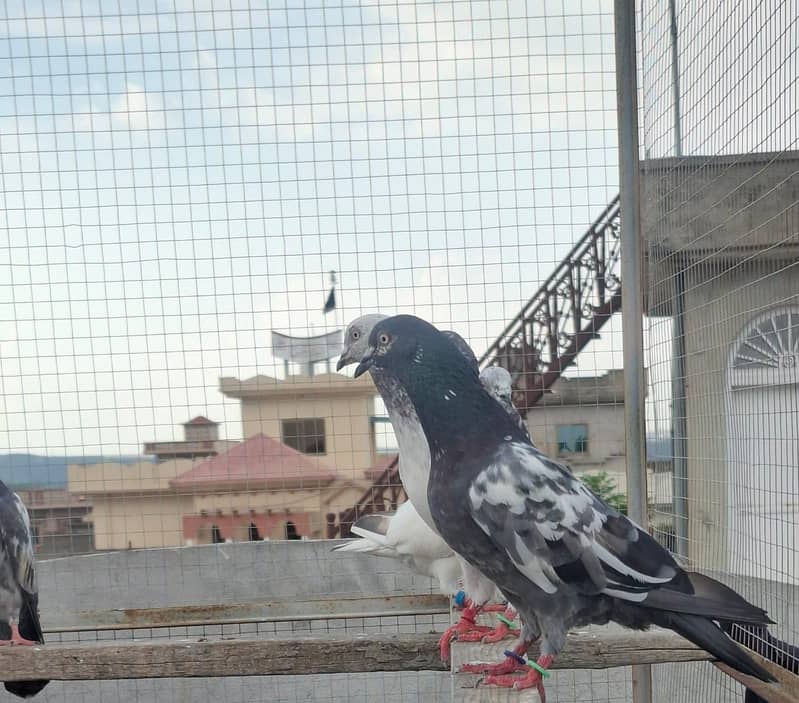 High Class Pigeons 0