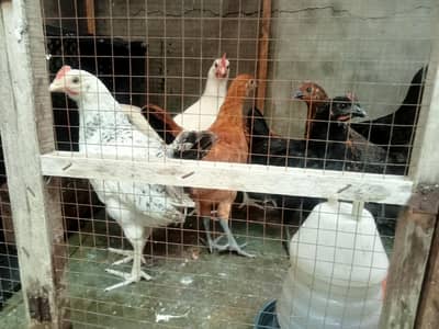 (9) Chicks (Golden Misri) (3 Month+)