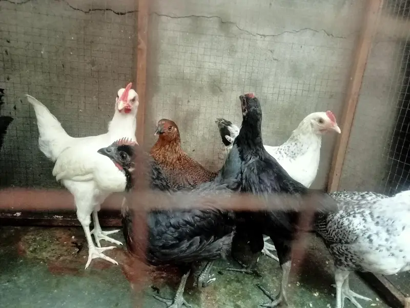 (9) Chicks (Golden Misri) (3 Month+) — photo 2