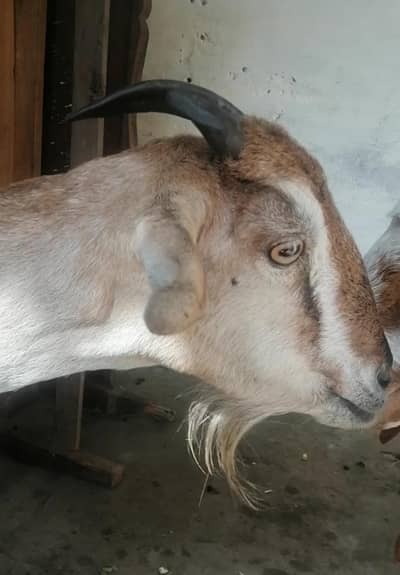 03271044719 ghr ki bakri hn 6 dant sy 8 ho rai hn