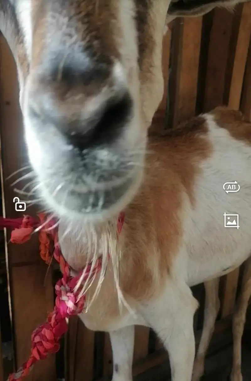 03271044719 ghr ki bakri hn 6 dant sy 8 ho rai hn — photo 2