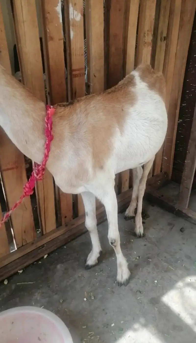 03271044719 ghr ki bakri hn 6 dant sy 8 ho rai hn — photo 3