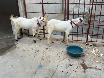 brbari bakra two maill 8 Mont