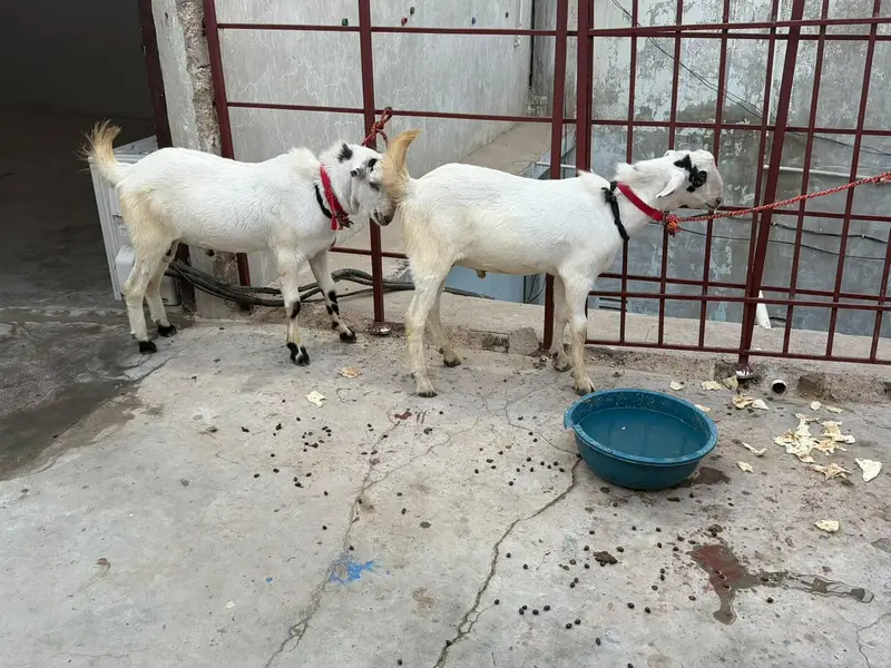 brbari bakra two maill 8 Mont