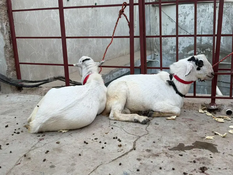 brbari bakra two maill 8 Mont — photo 3