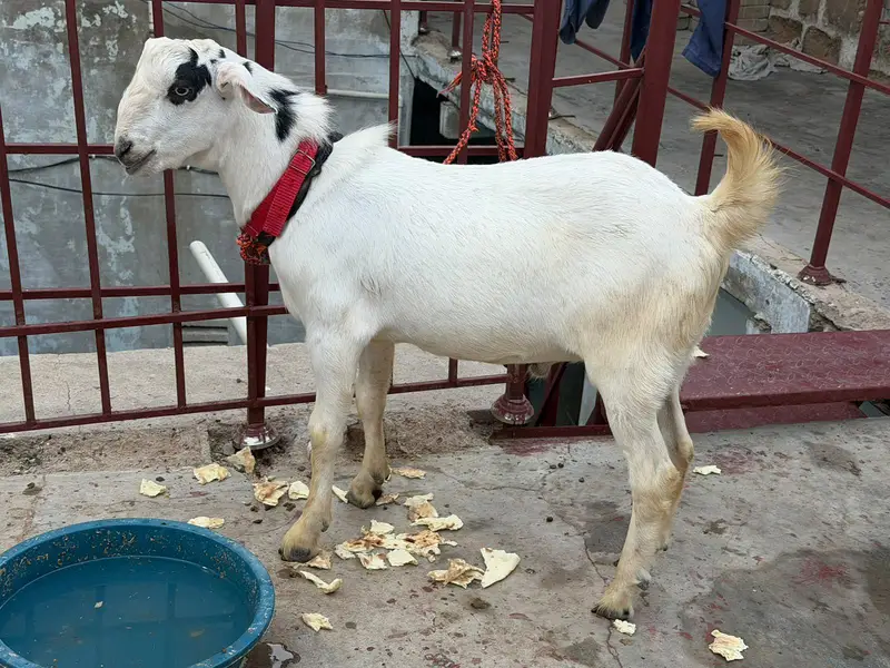 brbari bakra two maill 8 Mont — photo 4