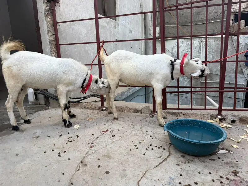 brbari bakra two maill 8 Mont — photo 5