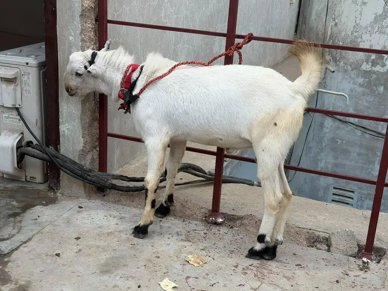 brbari bakra two maill 8 Mont — photo 6