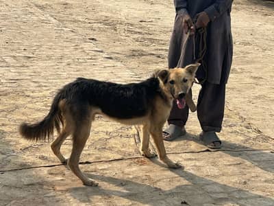 Good dog