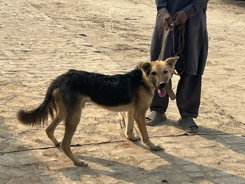 Good dog