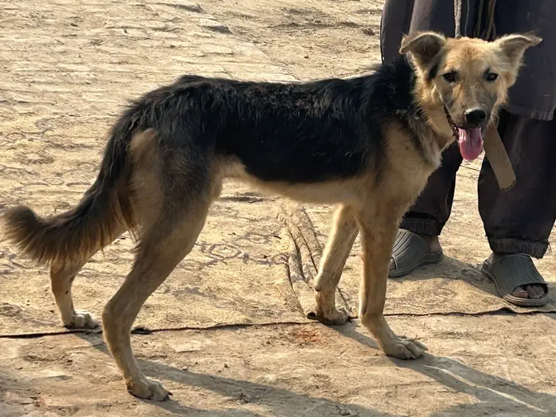 Good dog — photo 2