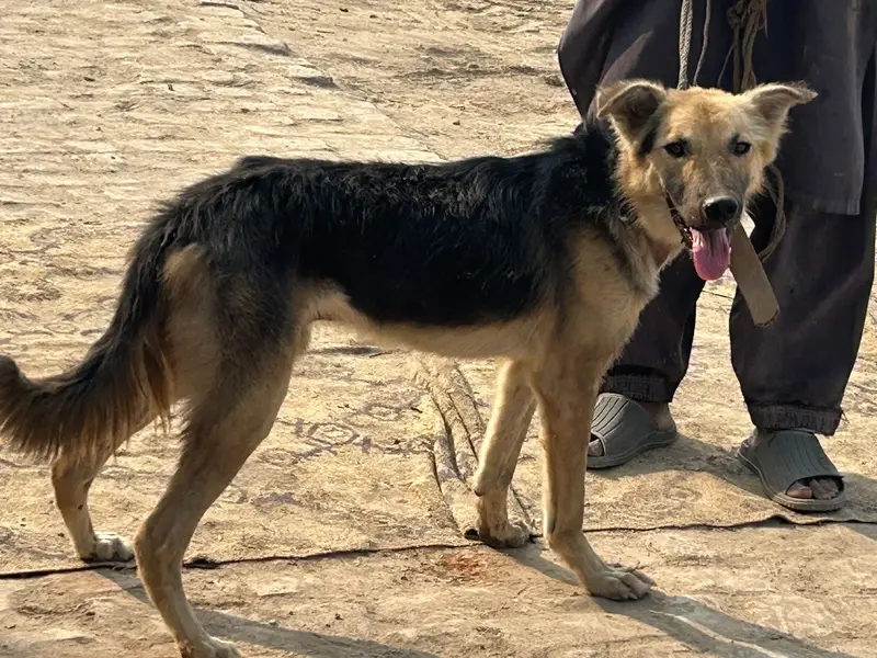 Good dog — photo 3