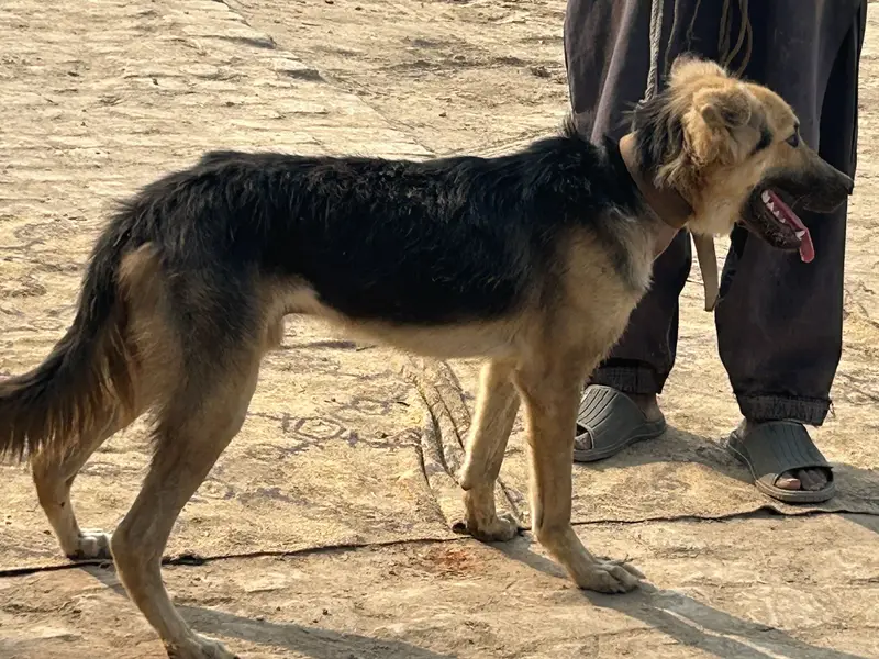 Good dog — photo 4