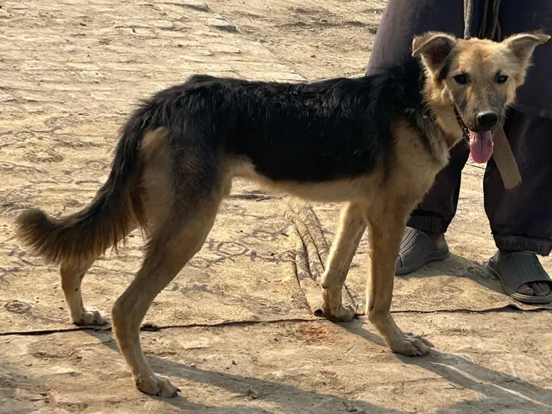 Good dog — photo 5